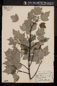 Acer rubrum var. trilobum image