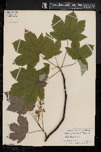 Acer pseudoplatanus image