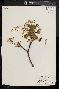 Acer platanoides image