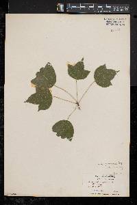 Acer buergerianum image