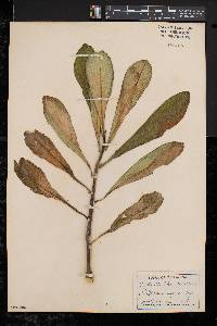 Euphorbia grantii image