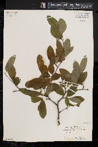 Ilex mucronata image