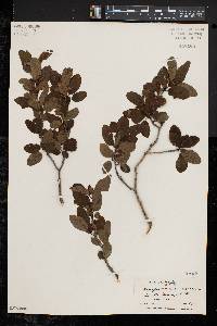 Ilex mucronata image