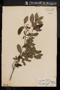 Ilex mucronata image