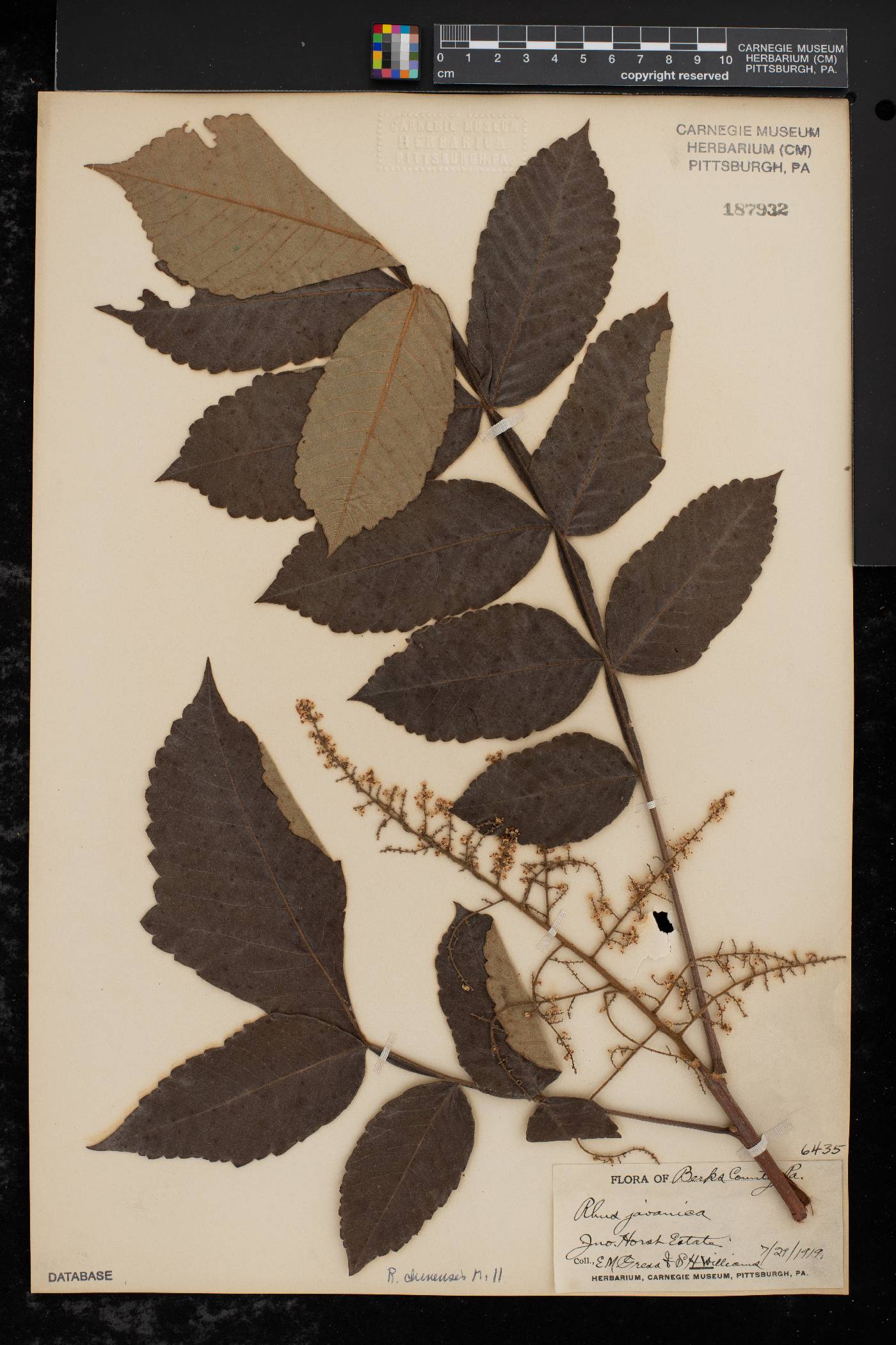 Acalypha decumbens image