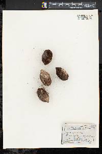 Juglans cinerea image