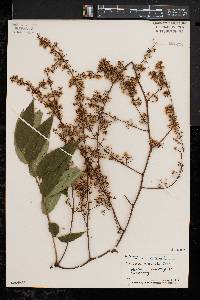 Toona sinensis image