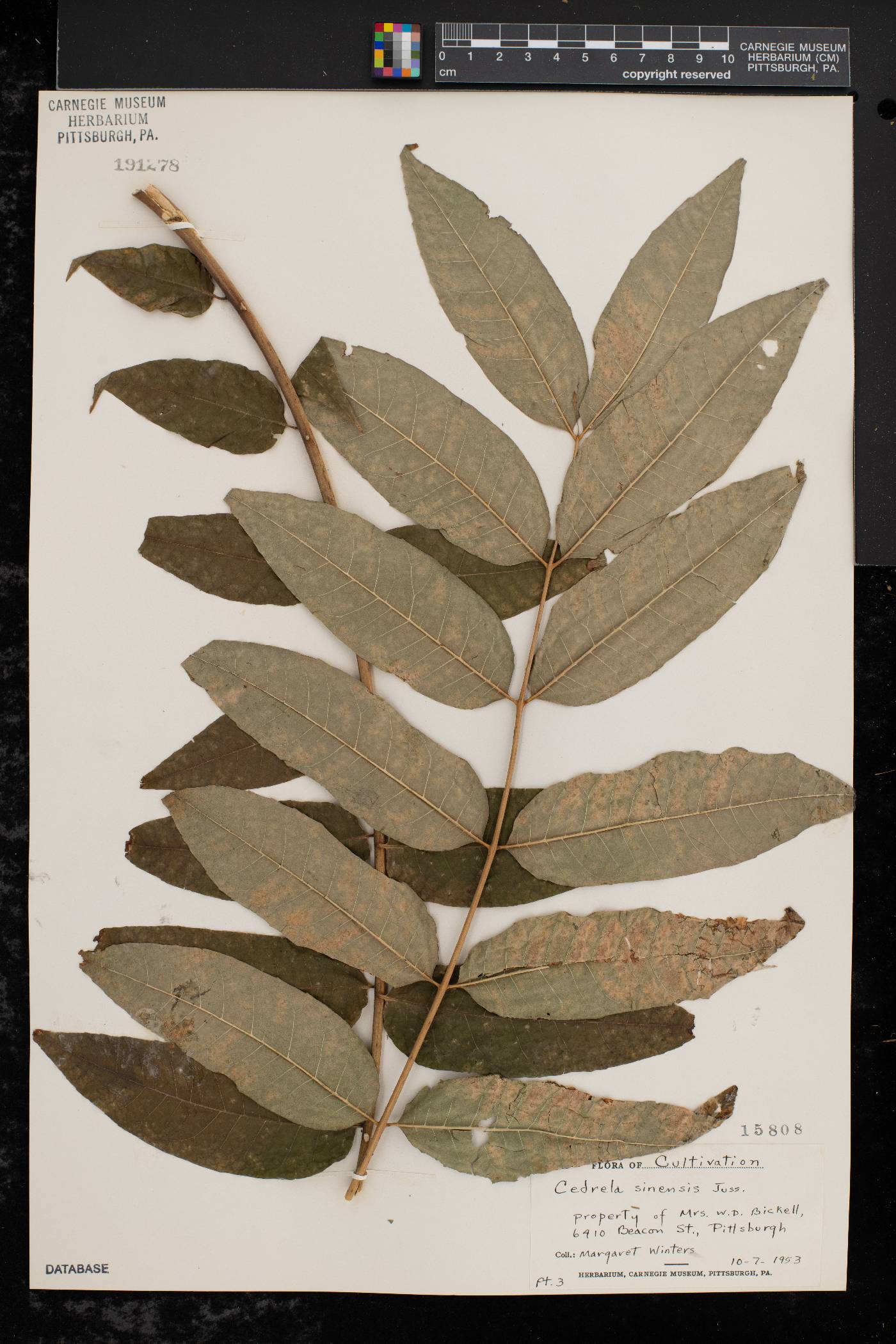 Toona sinensis image