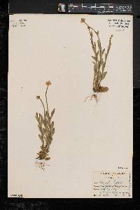 Polygala lutea image