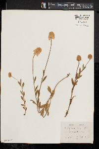 Polygala lutea image