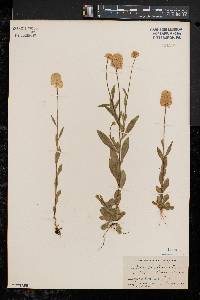 Polygala lutea image