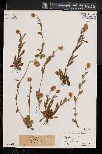 Polygala lutea image