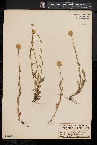 Polygala lutea image