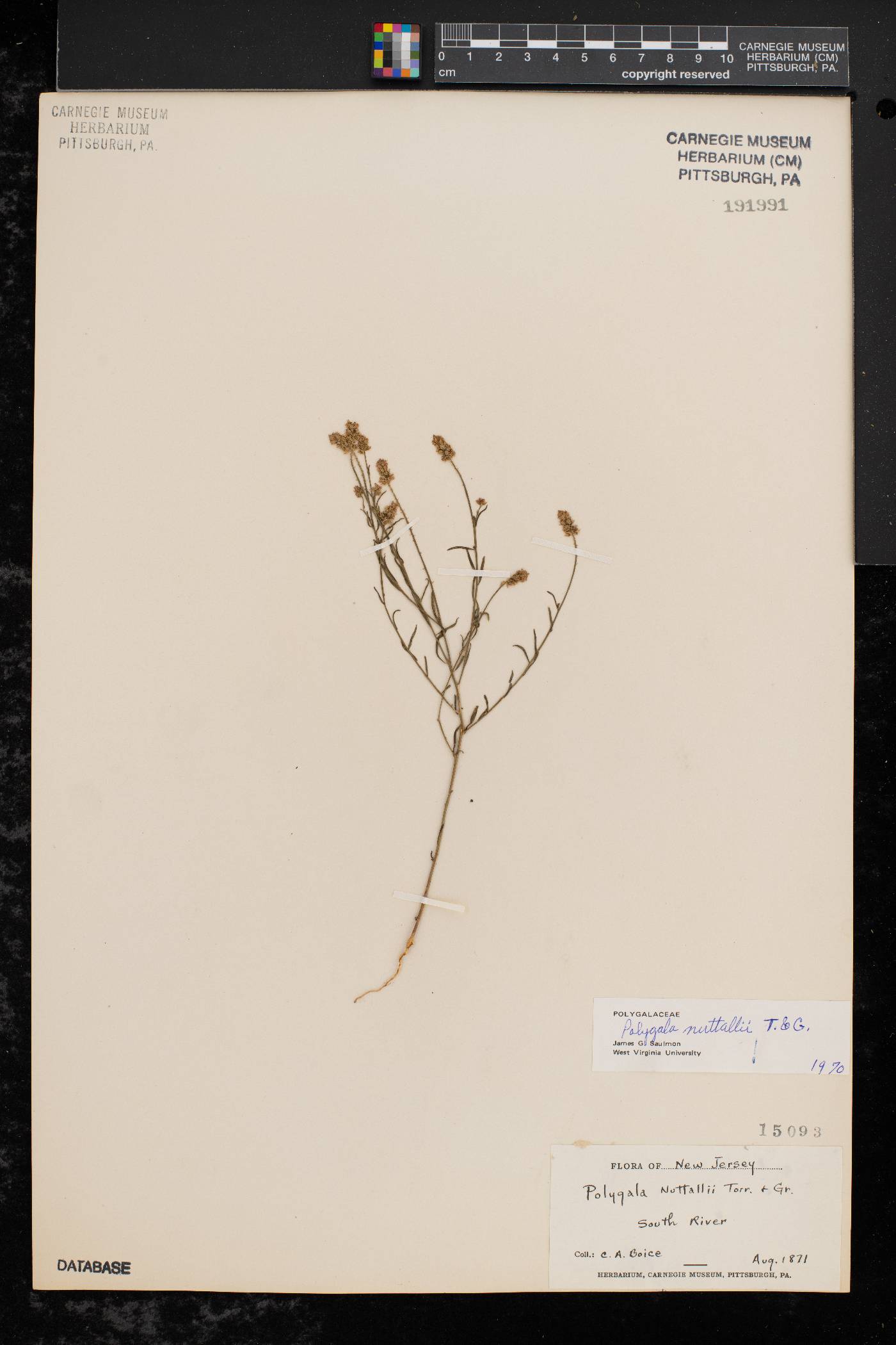 Polygala nuttallii image