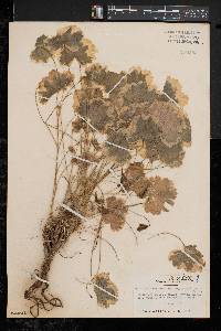 Image of Pelargonium hortorum