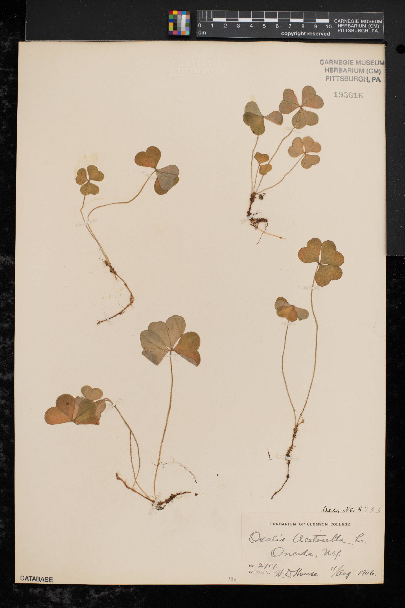 Oxalis montana image