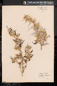 Xanthium spinosum image