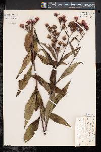 Vernonia glauca image