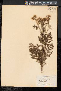 Tanacetum vulgare image