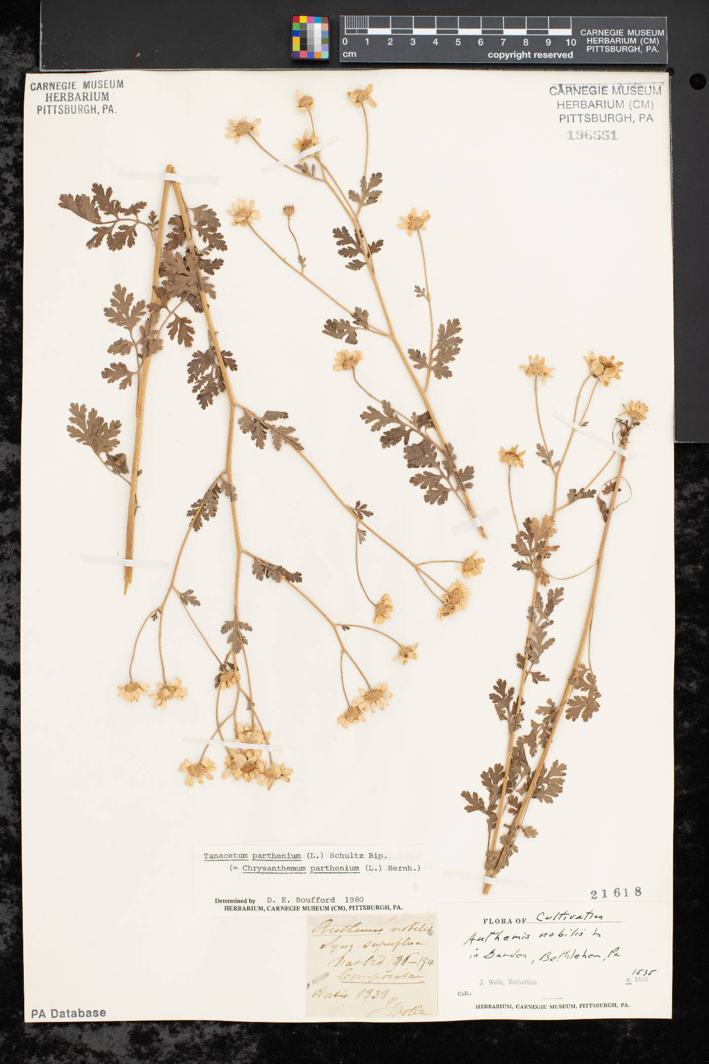 Chrysanthemum parthenium image