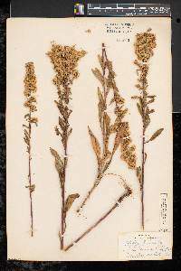 Solidago puberula image