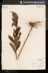 Solidago rugosa var. aspera image