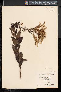 Solidago rugosa var. aspera image