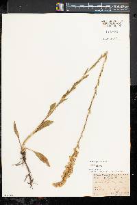 Solidago simplex subsp. simplex image