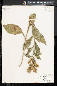 Solidago squarrosa image