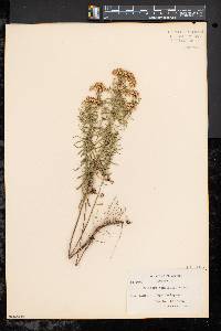 Solidago tenuifolia image