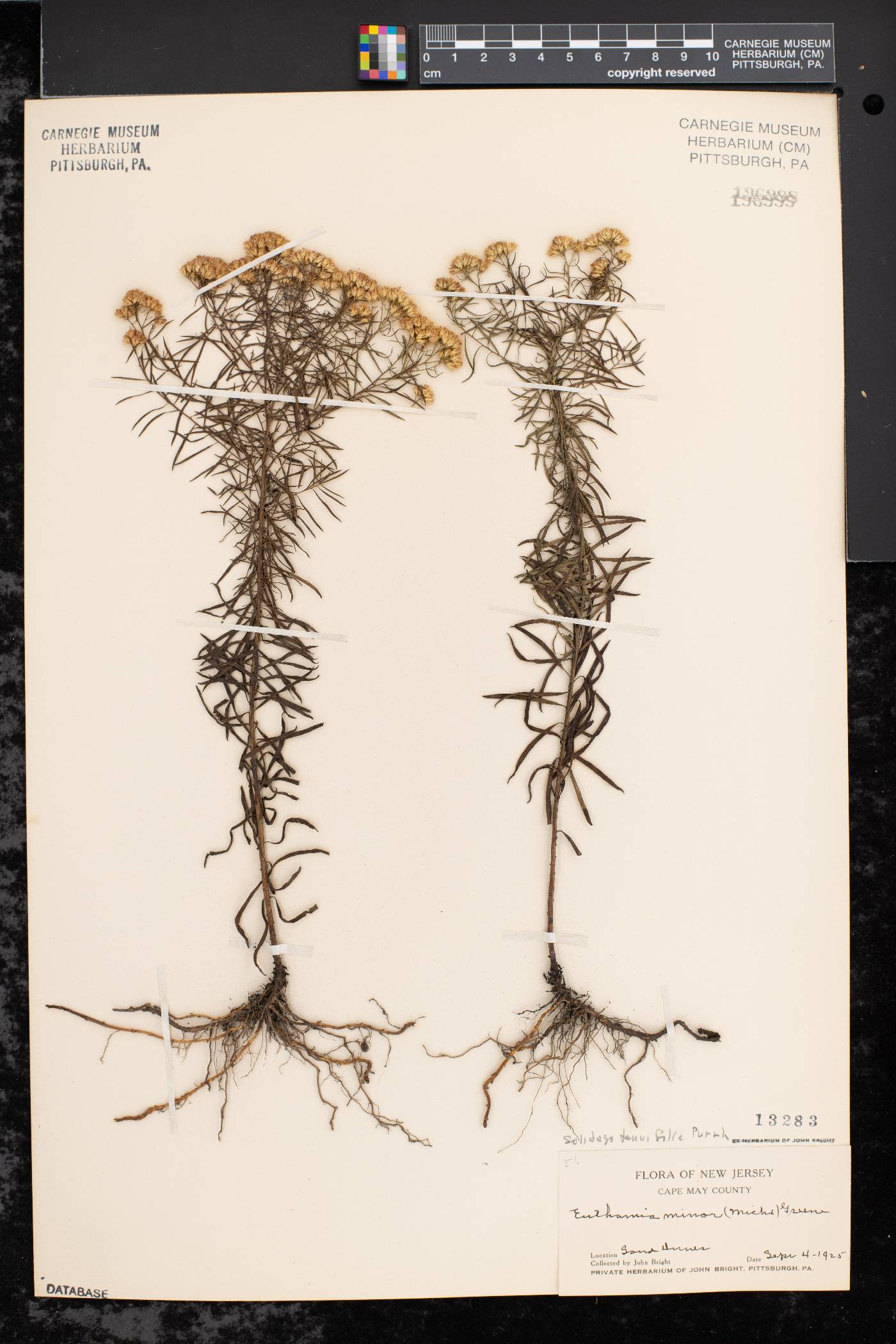 Solidago tenuifolia image