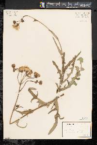 Sonchus arvensis image