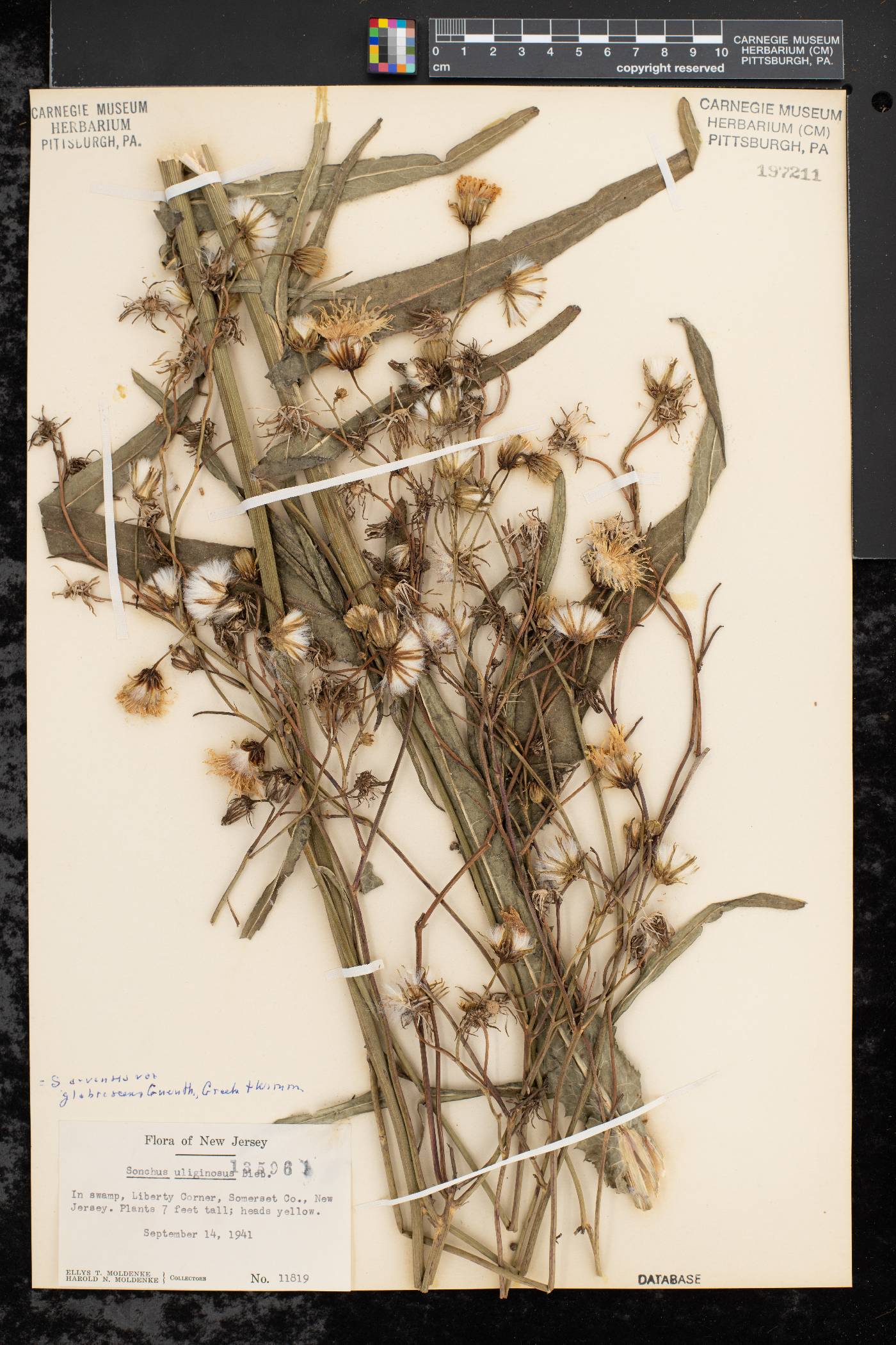 Sonchus arvensis var. uliginosus image