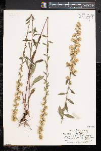 Solidago hispida image