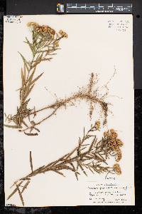 Solidago graminifolia image