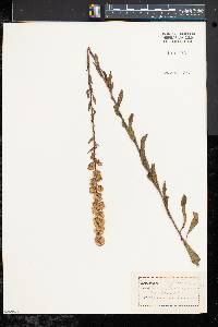 Solidago bicolor image