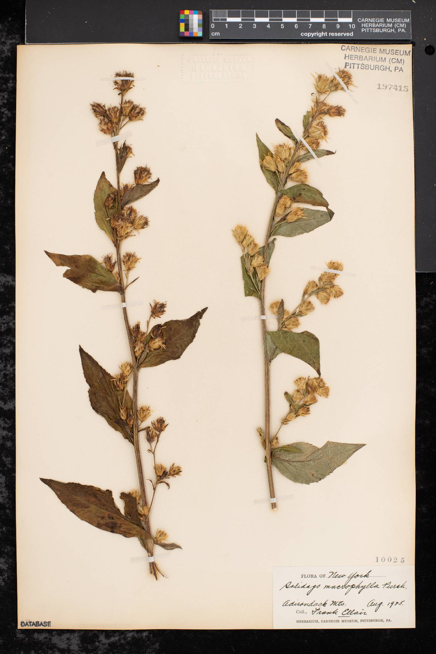 Solidago macrophylla image