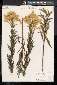 Solidago canadensis var. scabra image