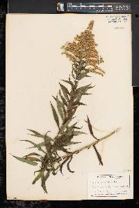 Solidago canadensis var. scabra image