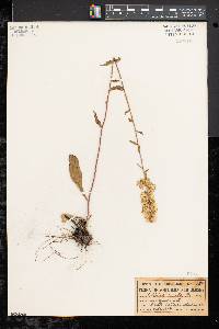 Solidago erecta image