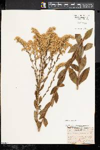 Solidago fistulosa image