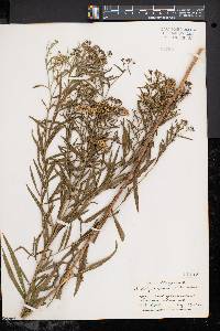 Solidago graminifolia image