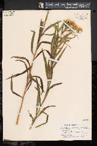 Solidago graminifolia image