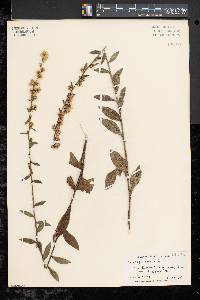 Solidago bicolor image