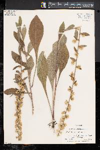 Solidago bicolor image