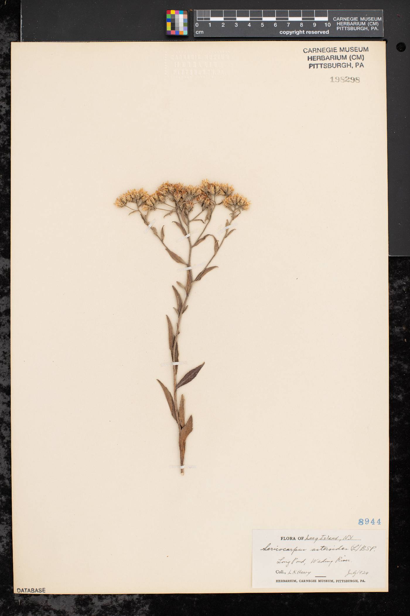 Sericocarpus asteroides image