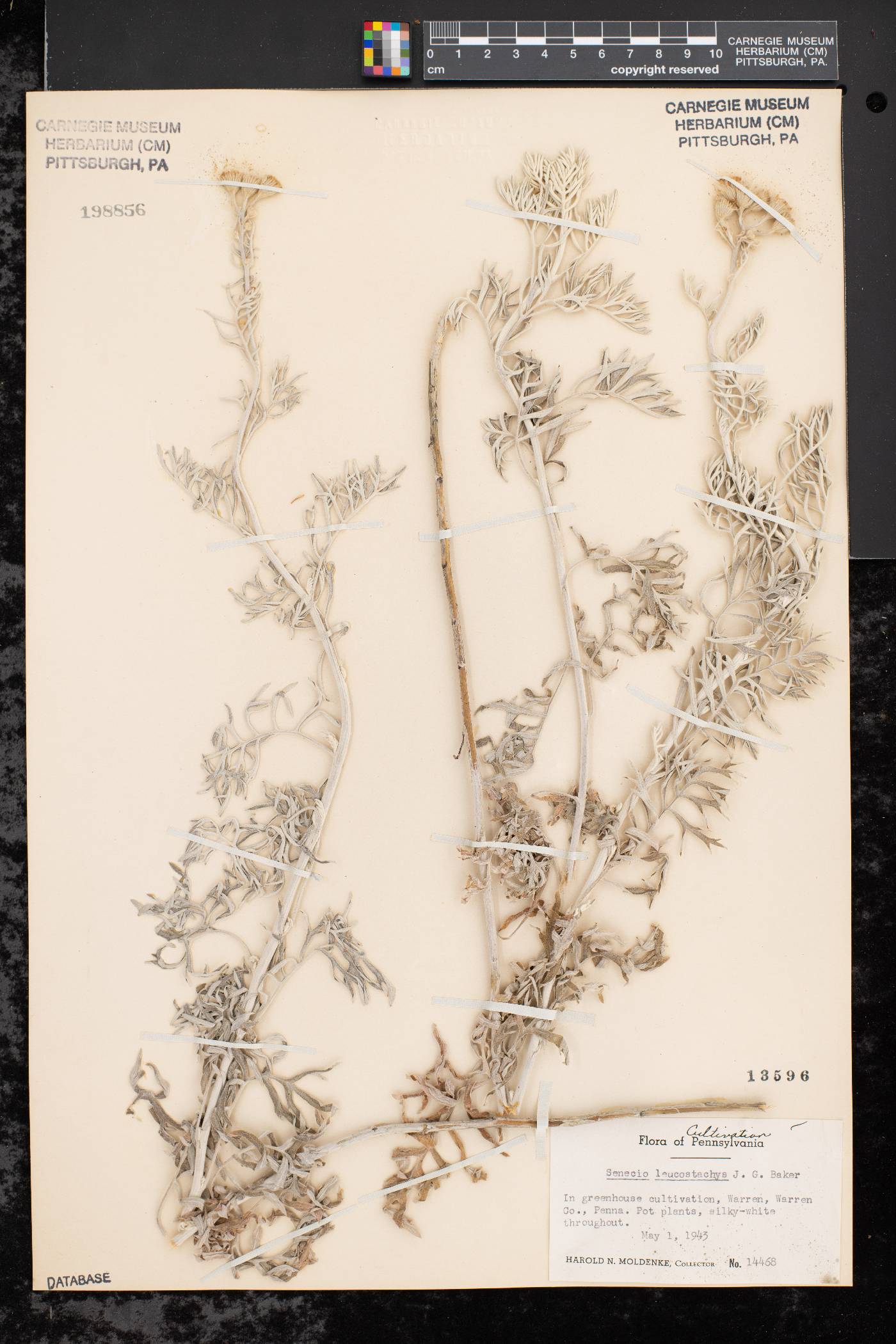 Senecio leucostachys image
