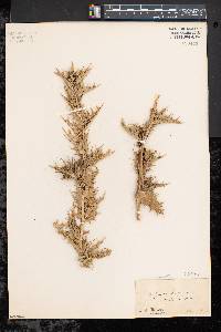 Image of Scolymus hispanicus