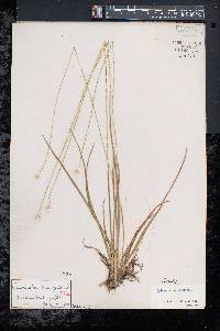 Eriocaulon decangulare image