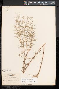 Epilobium leptophyllum image